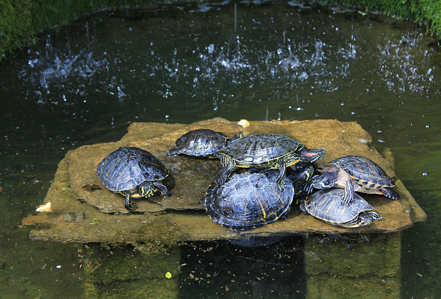 Schildkröten