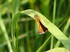 20090625 4000DSCw [D~MI] Rostfarbiger Dickkopffalter (Ochlodes sylvanus), Großes Torfmoor, Hille