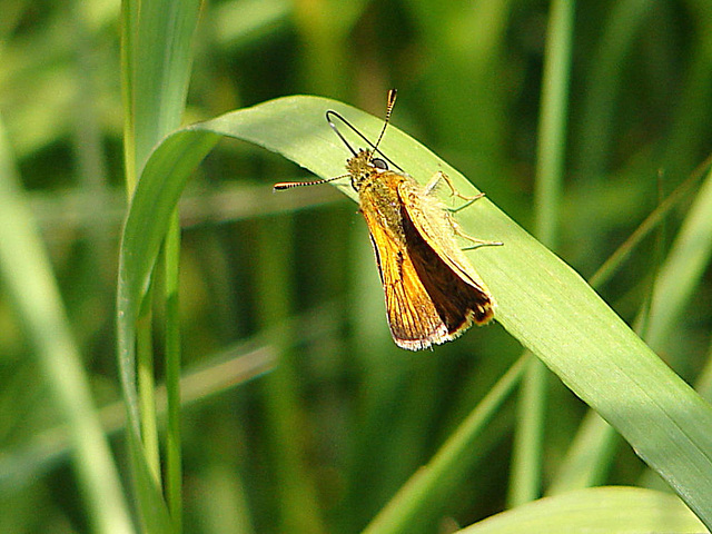 20090625 4000DSCw [D~MI] Rostfarbiger Dickkopffalter (Ochlodes venatus), Großes Torfmoor, Hille