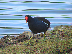 20060320 0216DSCw [D~LIP] Teichhuhn (Gallinula chloropus), Landschaftsgarten, Bad Salzuflen