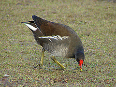 20060320 0223DSCw [D~LIP] Teichhuhn (Gallinula chloropus), Landschaftsgarten, Bad Salzuflen