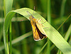 20090625 4002DSCw [D~MI] Rostfarbiger Dickkopffalter (Ochlodes sylvanus), Großes Torfmoor, Hille