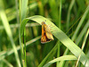 20090625 4006DSCw [D~MI] Rostfarbiger Dickkopffalter (Ochlodes venatus), Großes Torfmoor, Hille