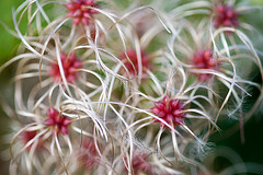 Floral Fireworks