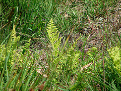 20090625 4015DSCw [D~MI] Dornfarn (Dryopteris agg), Großes Torfmoor, Hille