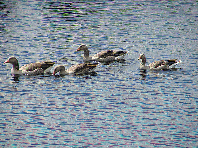 20090625 4025DSCw [D~MI] Graugans (Anser anser), Großes Torfmoor, Hille