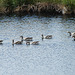 20090625 4026DSCw [D~MI] Graugans (Anser anser), Großes Torfmoor, Hille