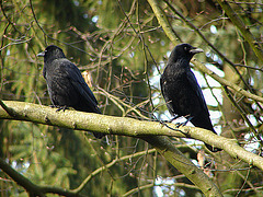 20060320 0218DSCw [D~LIP] Rabenkrähe, Landschaftsgarten, Bad Salzuflen