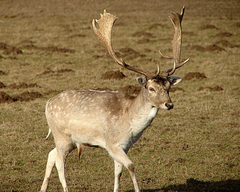 20060320 0220DSCw  [D~LIP] Damwild (Cervus dama), Landschaftsgarten, Bad Salzuflen
