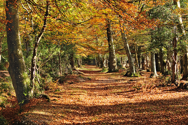 New Forest