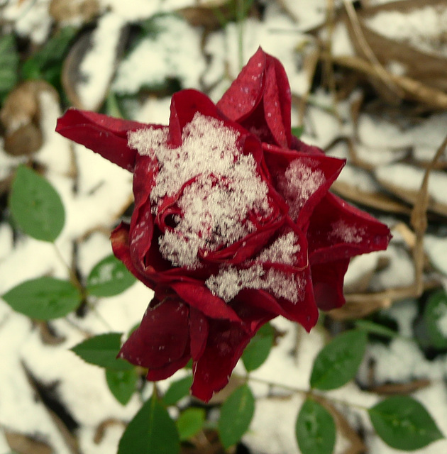 Rose im Winter