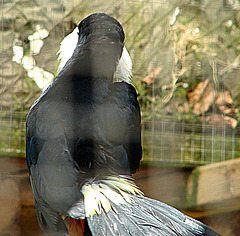 20090618 0604DSCw [D~OS] Weißbrusttukan (Ramphastos tucanus), Zoo Osnabrück