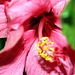 fleu hibiscus