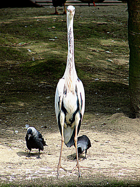 20090618 0615DSCw [D~OS] Graureiher, Dohle, Zoo Osnabrück
