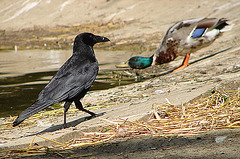 20090618 0617DSCw [D~OS] Rabenkrähe, Stockente, Zoo Osnabrück