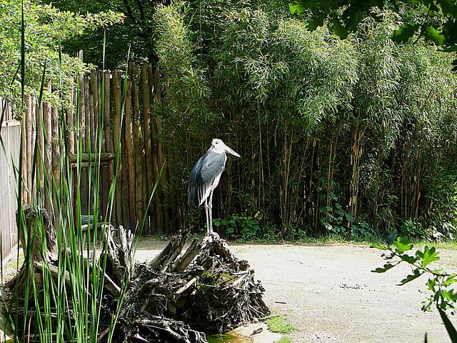 20090618 0618DSCw [D~OS] Marabu (Leptoptilos crumeniferus), Zoo Osnabrück