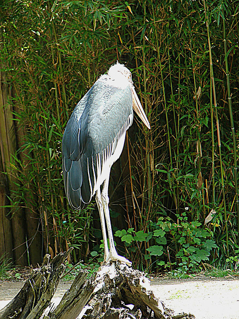 20090618 0619DSCw [D~OS] Marabu (Leptoptilos crumeniferus), Zoo Osnabrück