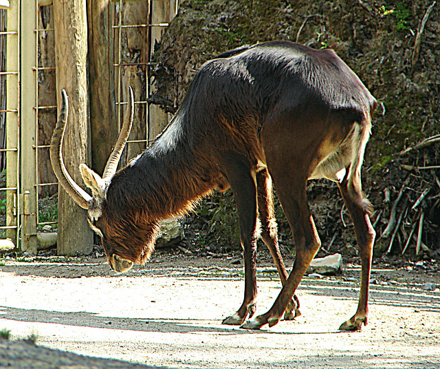 20090618 0620DSCw [D~OS] Kleiner Kudu, Zoo Osnabrück