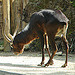 20090618 0620DSCw [D~OS] Kleiner Kudu, Zoo Osnabrück