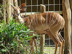 20090618 0621DSCw [D~OS] Kleiner Kudu, Zoo Osnabrück