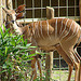 20090618 0621DSCw [D~OS] Kleiner Kudu, Zoo Osnabrück
