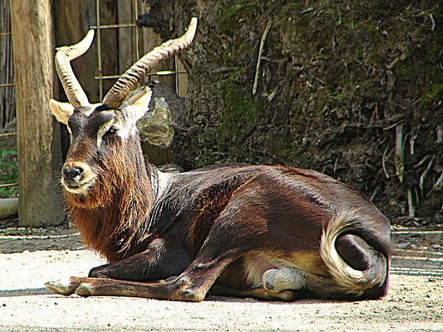 20090618 0622DSCw [D~OS] Kleiner Kudu, Zoo Osnabrück