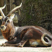 20090618 0622DSCw [D~OS] Kleiner Kudu, Zoo Osnabrück