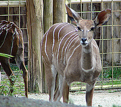 20090618 0624DSCw [D~OS] Kleiner Kudu, Zoo Osnabrück