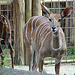 20090618 0624DSCw [D~OS] Kleiner Kudu, Zoo Osnabrück