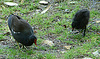 20090618 0625DSCw [D~OS] Teichhuhn (Gallinula chloropus), Zoo Osnabrück