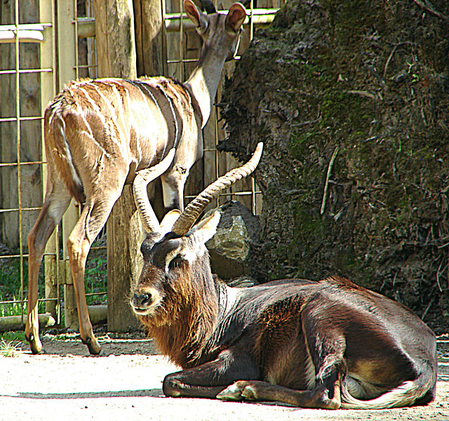 20090618 0626DSCw [D~OS] Kleiner Kudu, Zoo Osnabrück