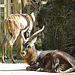 20090618 0626DSCw [D~OS] Kleiner Kudu, Zoo Osnabrück