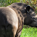 Tapir