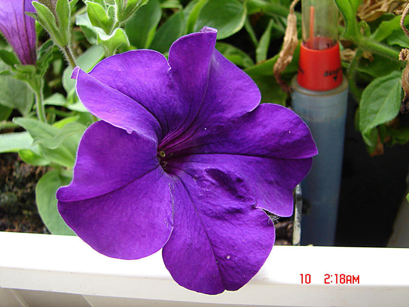 20050810 0002DSCw [D~LIP] Petunie (Petunia agg), Bad Salzufeln