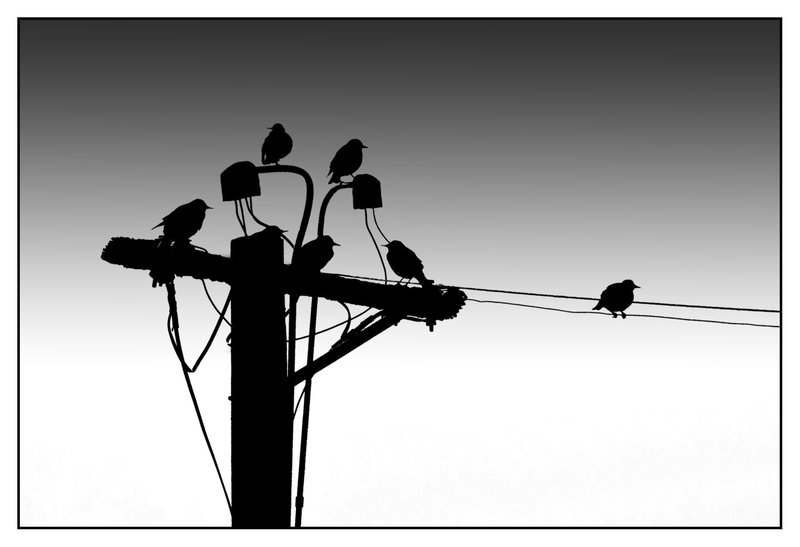 Birds on a Wire