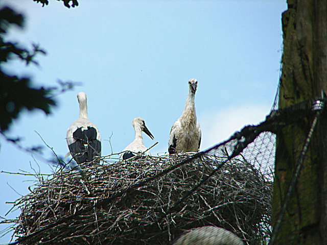 20090618 0628DSCw [D~OS] Weißstorch, Zoo Osnabrück