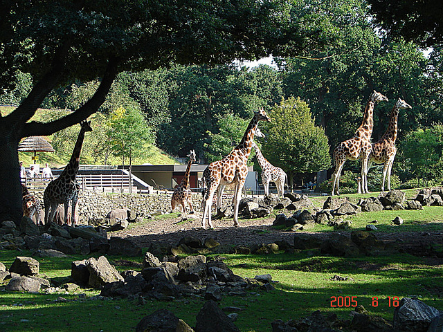 20050818 0052DSCw [NL] Netzgiraffe, Emmen