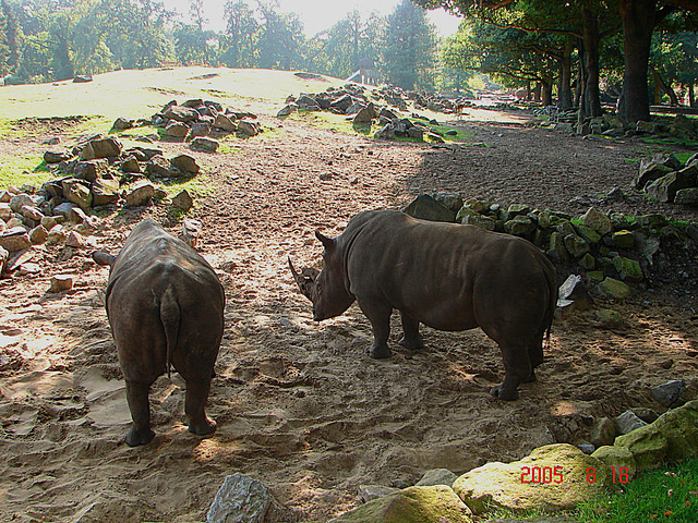 20050818 0062DSCw [NL] Breitmaulnashorn, Emmen