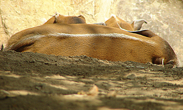 20090618 0629DSCw [D~OS] Buschschwein (Potamochoerus porcus), [Pinselohrschwein], Zoo Osnabrück