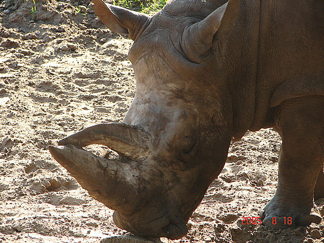 20050818 0063DSCw [NL] Breitmaulnashorn, Emmen