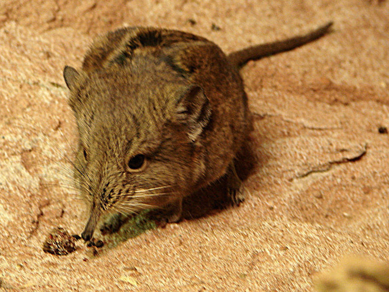 20090618 0630DSCw [D~OS] Kurzohrrüsselspringer (Macroscelides proboscideus) [Kurzohr-Elefantenspitzmaus], Zoo Osnabrück