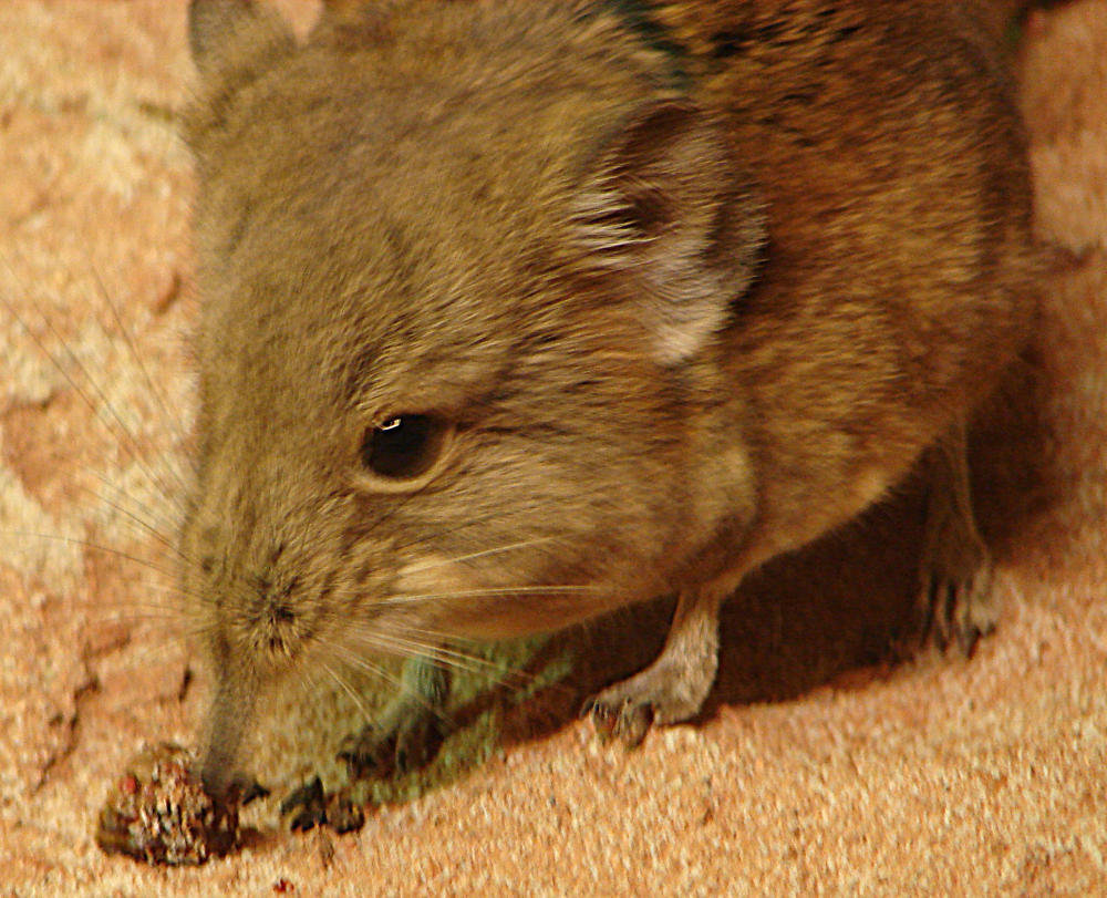 20090618 0631DSCw [D~OS] Kurzohrrüsselspringer (Macroscelides proboscideus) [Kurzohr-Elefantenspitzmaus], Zoo Osnabrück