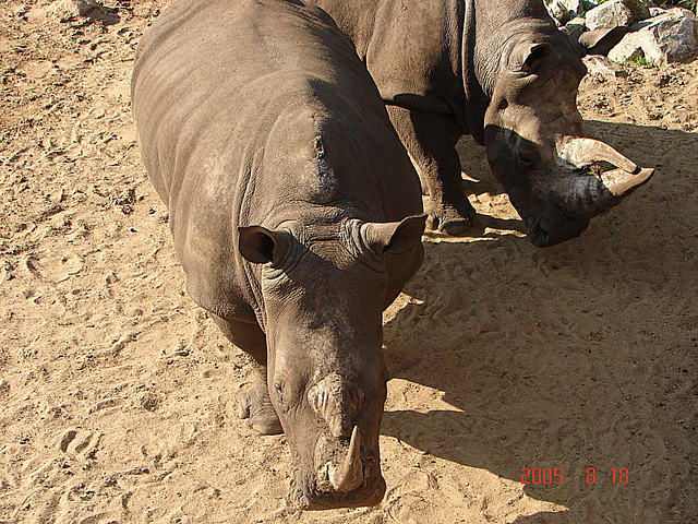 20050818 0064DSCw [NL] Breitmaulnashorn, Emmen