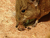 20090618 0632DSCw [D~OS] Kurzohrrüsselspringer (Macroscelides proboscideus) [Kurzohr-Elefantenspitzmaus], Zoo Osnabrück