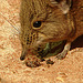 20090618 0632DSCw [D~OS] Kurzohrrüsselspringer (Macroscelides proboscideus) [Kurzohr-Elefantenspitzmaus], Zoo Osnabrück