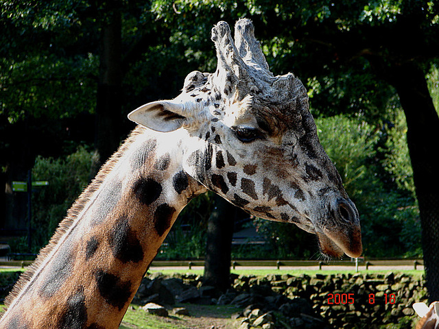 20050818 0053DSCw [NL] Netzgiraffe, Emmen