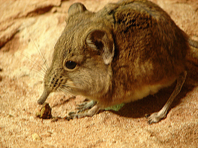 20090618 0633DSCw [D~OS] Kurzohrrüsselspringer (Macroscelides proboscideus) [Kurzohr-Elefantenspitzmaus], Zoo Osnabrück