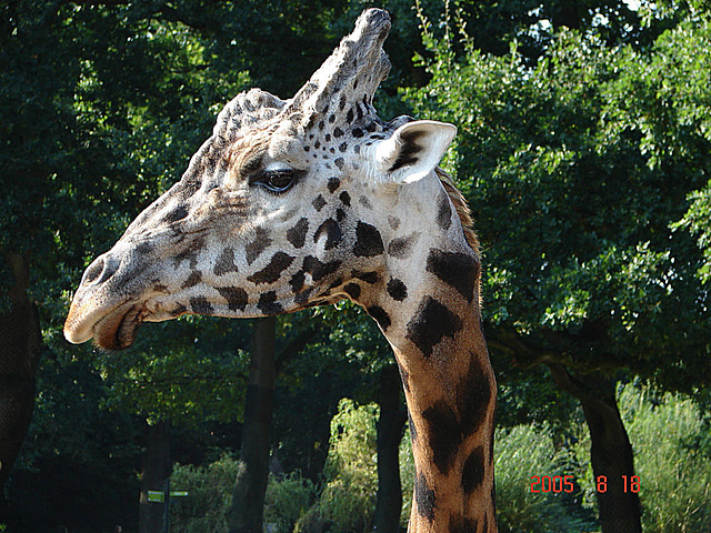 20050818 0054DSCw [NL] Netzgiraffe, Emmen