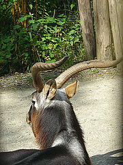 20090618 0634DSCw [D~OS] Kleiner Kudu, Zoo Osnabrück