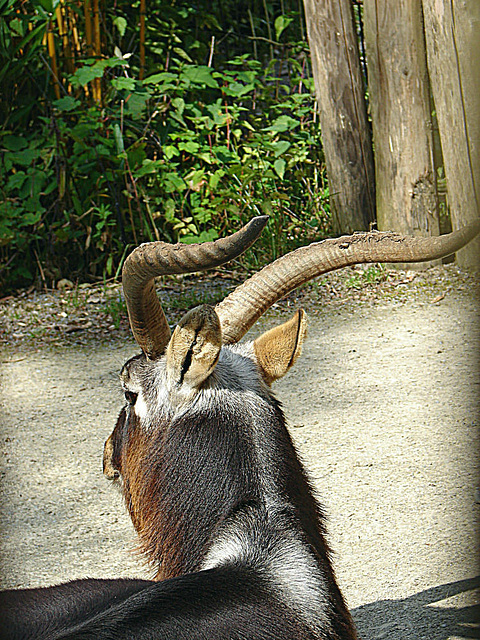 20090618 0634DSCw [D~OS] Kleiner Kudu, Zoo Osnabrück